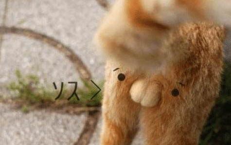 貓咪為什么要喂雞肉吃呢