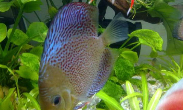 七彩神仙魚太難養(yǎng)了