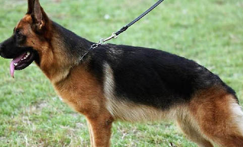 白色德國(guó)牧羊犬哪里有賣