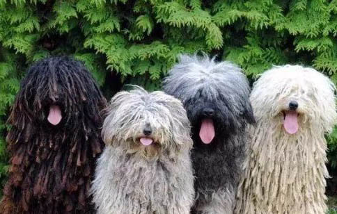 波利犬不愛吃東西的原因及處理方法