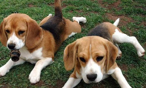 英國獵狐犬喜歡什么