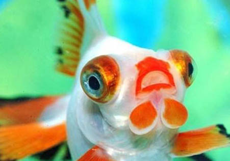 魚會(huì)睡覺嗎?