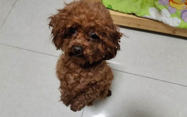 為什么叫狗狗會歪頭呢