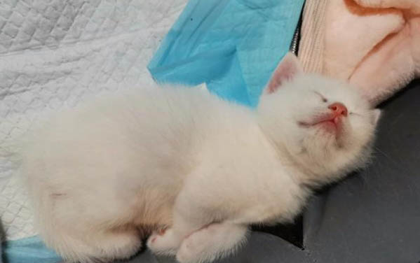 小貓的飼養方法及注意事項是什么