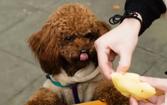 泰迪適合吃什么狗糧好