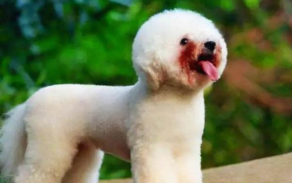 比熊犬和貴賓犬區別
