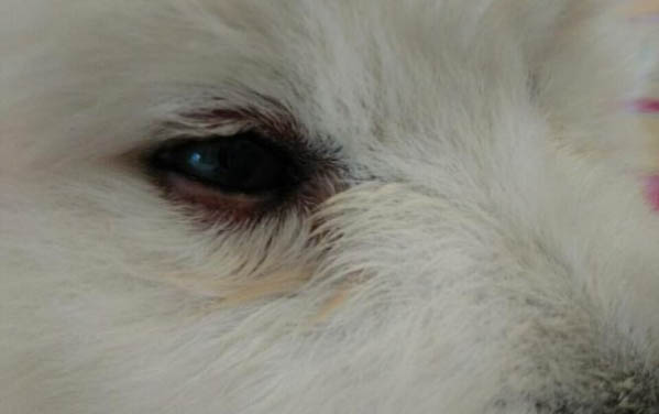 小狗狗得了細小怎么辦？