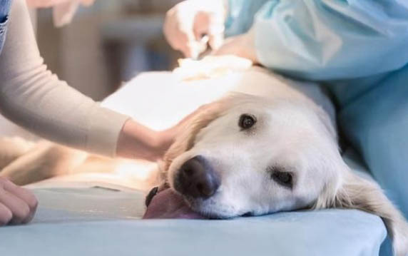 有狗狗偽狂犬病毒疫苗嗎