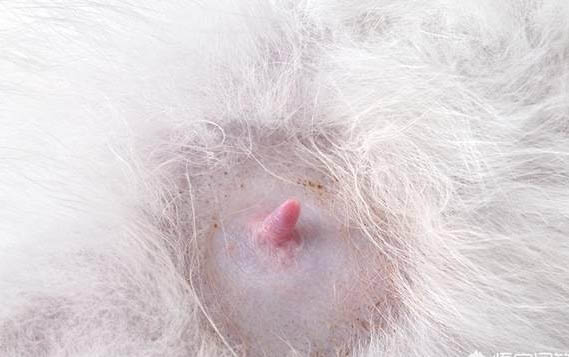 小貓能吃火腿腸么
