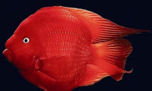 迷你鸚鵡魚認識主人嗎