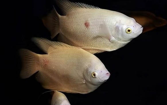 水庫釣鯽魚提前多久打窩