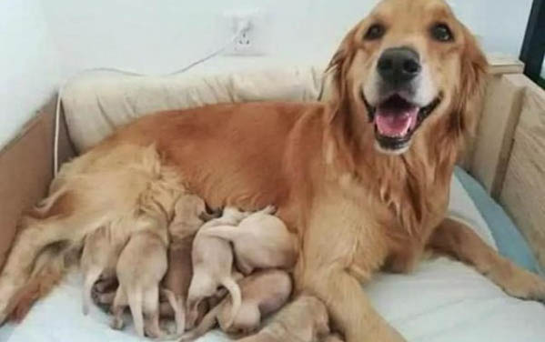 狗狗洗澡水溫要多少度