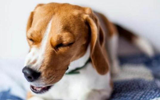 棉花面紗犬哪里有賣