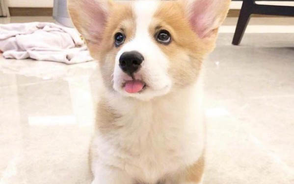 狗懷孕能吃頭孢嗎