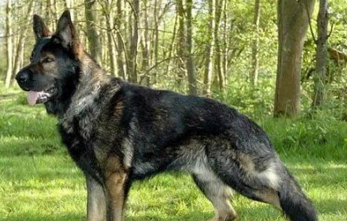 哪里有德牧犬舍