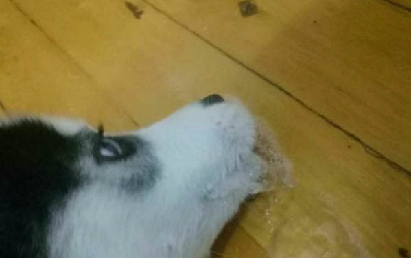 狗狗沐浴露拿什么可以代替洗澡