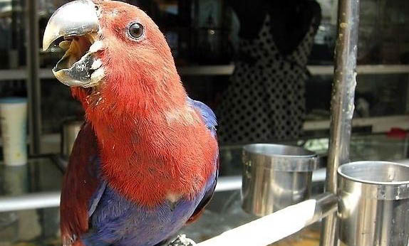 玄鳳鸚鵡飼養的注意事項