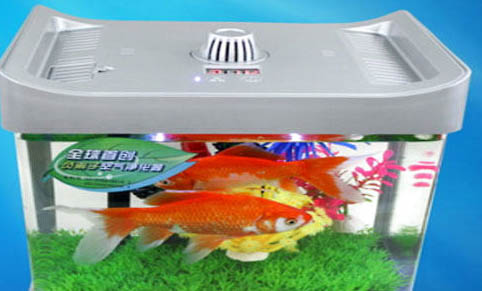 養(yǎng)魚可以用涼白開嗎