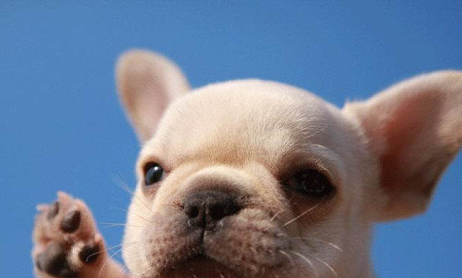 如何買寵物貂狗幼犬糧啊