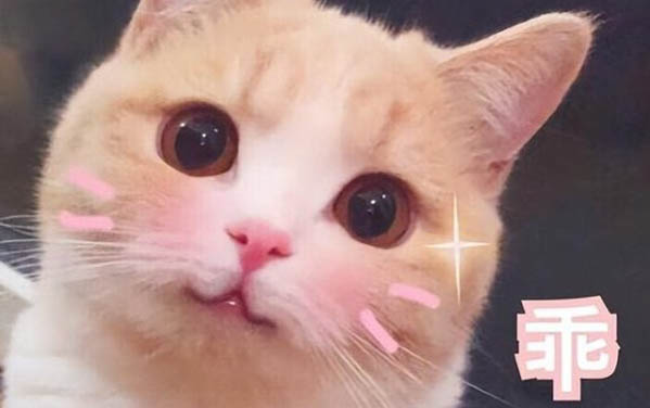 剛出生的小貓可以喝豆奶粉嗎