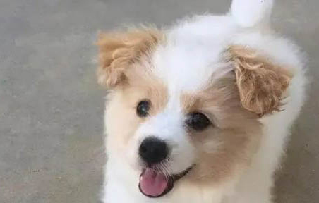 幼犬如何辨別串串狗和土狗啊