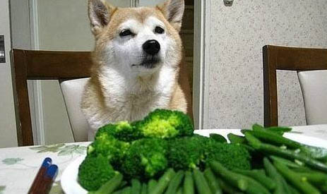 狗狗得了細小幾天能吃東西