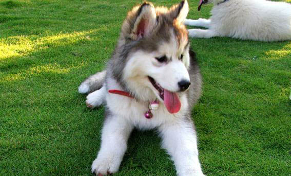 哈士奇屬于什么犬