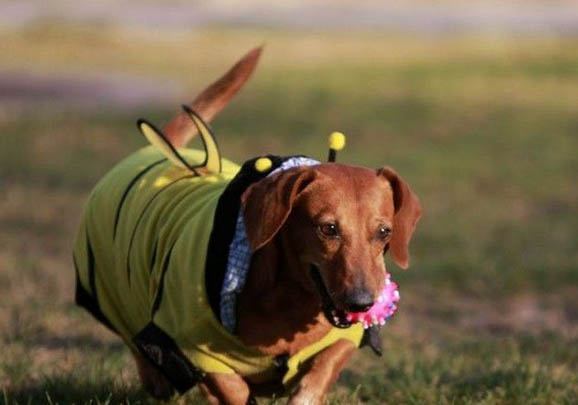 臘腸犬流眼淚眼屎多的原因及處理方法