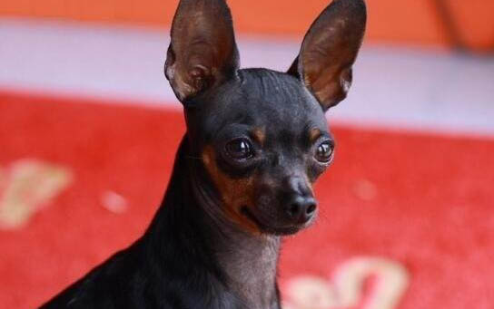 小鹿犬壽命一般多少年？