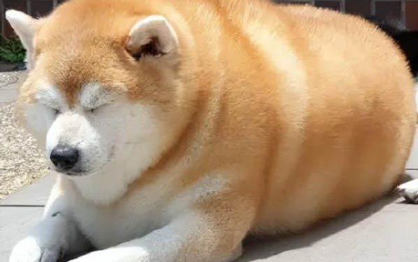 狗狗喝羊奶粉的好處有哪些