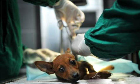 拳師犬和杜賓哪個(gè)好