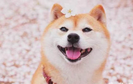 狗狗鈣片哪個牌子好