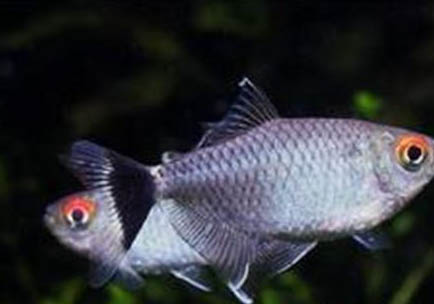 燈魚和斑馬魚可以一起養嗎
