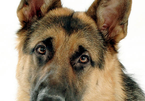 訓練德國牧羊犬需要注意些什么