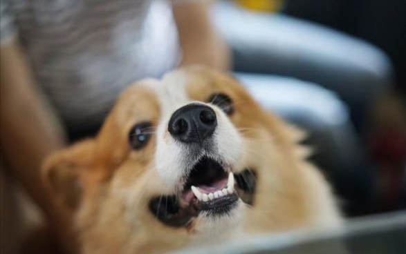 狗狗鼻炎怎么辦