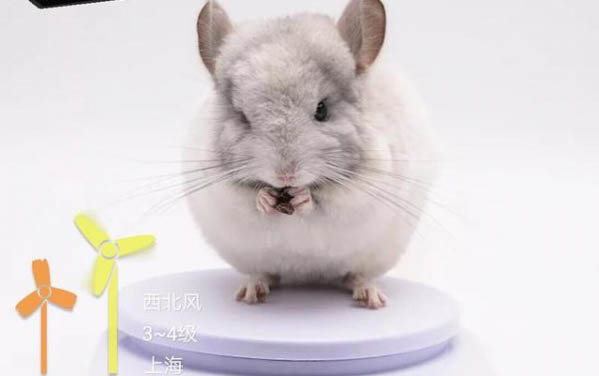 龍貓能不能吃松子