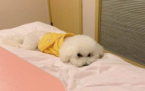 狗狗感冒有哪些癥狀
