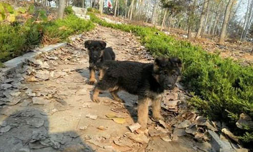 狗狗為什么睡覺在抖動呢