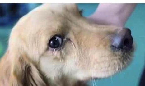 狗狗冠狀病毒會自愈嗎