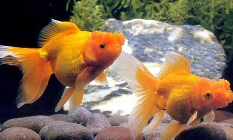 金魚產卵后多久能出來小魚