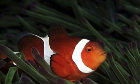 小丑魚(yú)可以活多久