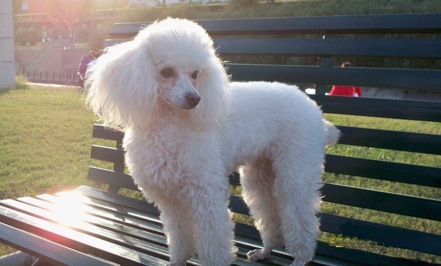 適合女生養的小型犬
