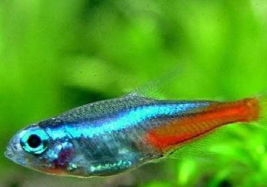 什么龜可以和魚(yú)一起養(yǎng)?