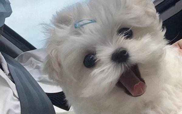 大型的狗狗品種有哪些?