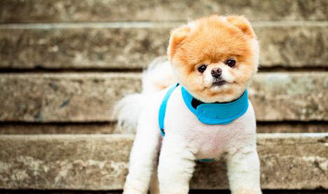 哪里有賣博美犬