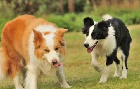 邊牧犬多少錢一只幼崽