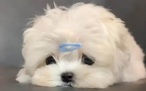 狗狗為什么突然嘔吐呢