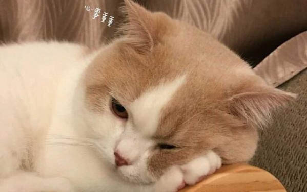 貓咪生孩子的前兆有什么