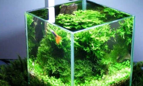 魚缸長褐藻的原因及處理方法