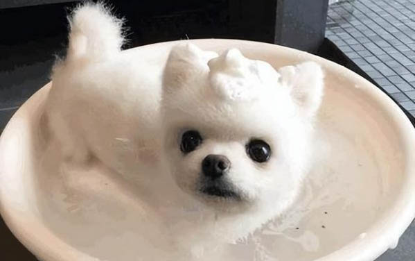 棉花面紗犬哪里有賣